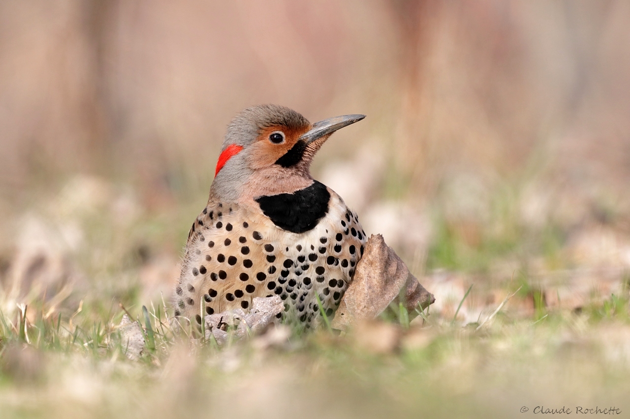 Pic flamboyant / Northern Flicker