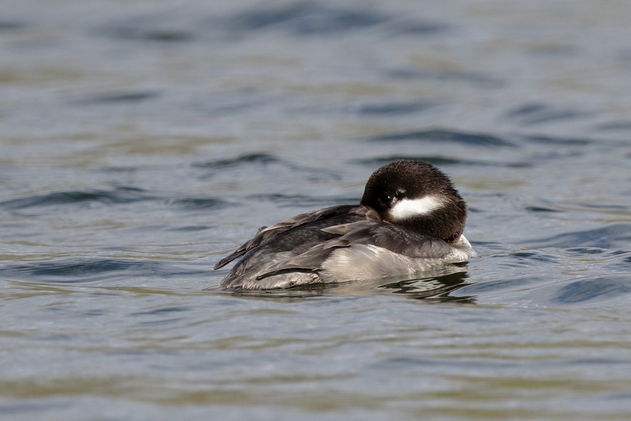 Petit garrot / Bufflehead