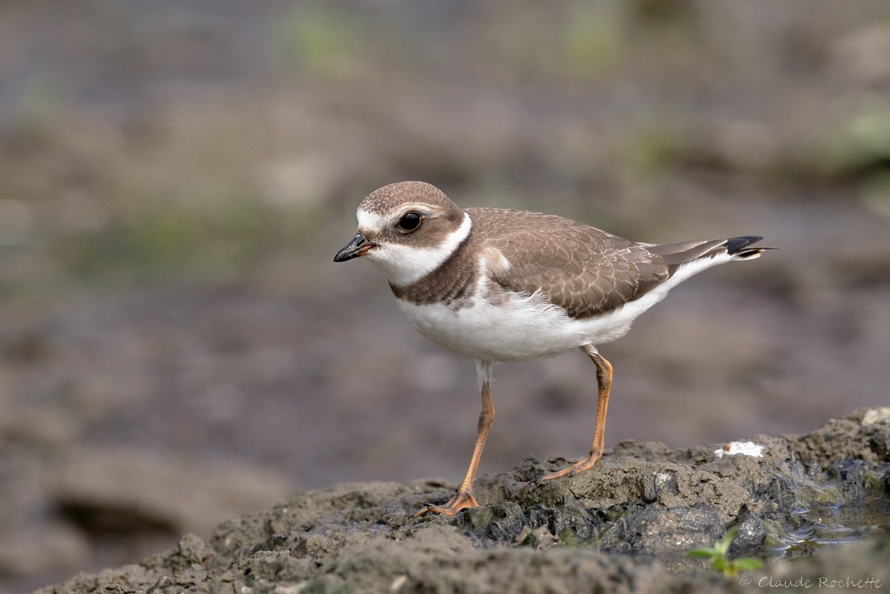 Pluvier semipalmé / Semipalmated Plover