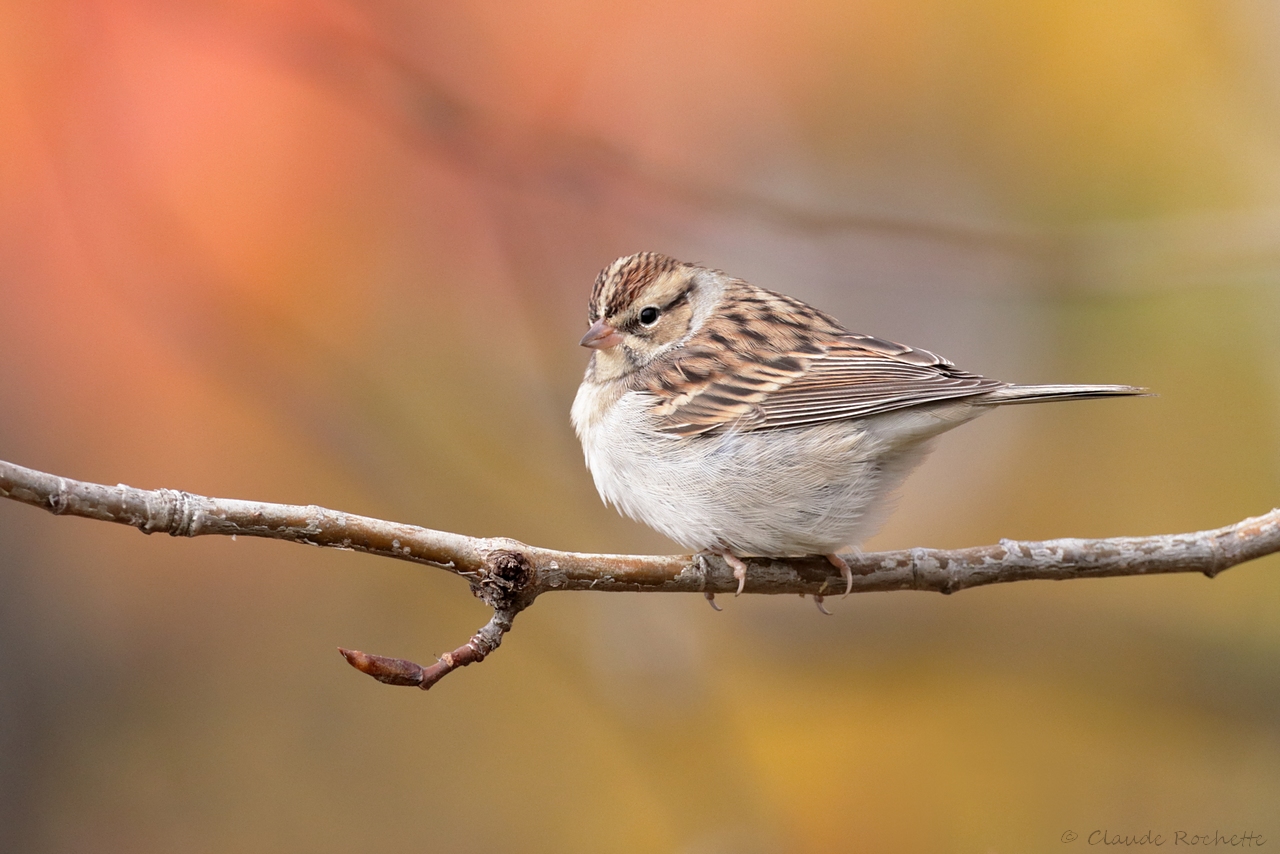 Bruant familier / Chipping Sparrow