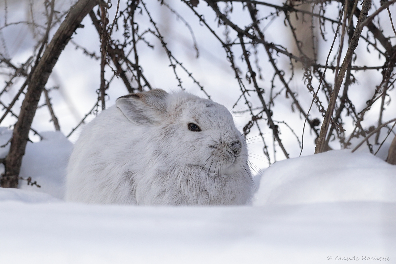 Lièvre dAmérique / Snowshoe Hare