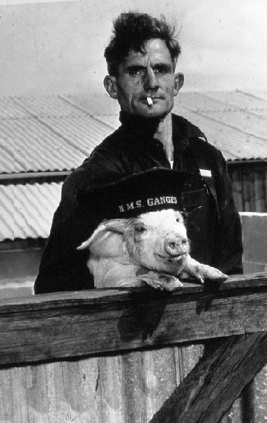 1954, MAY - THE PIG FARM WAS STARTED, THE PIGS WERE SOLD TO HARRISS' BACON FACTORY AT IPSWICH.JPG