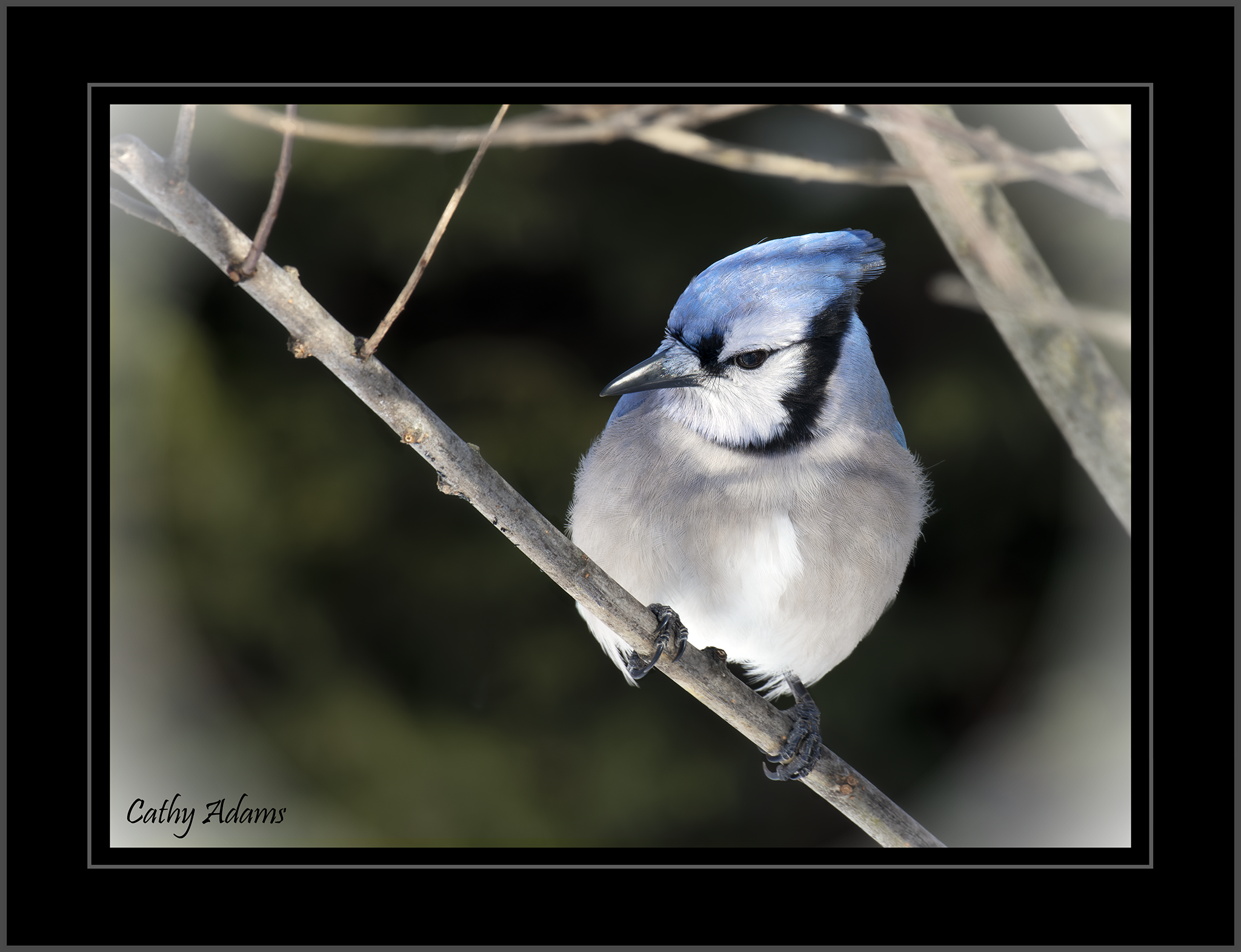 BlueJay