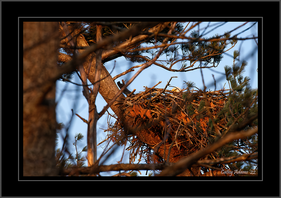 Eagles nest at sunset