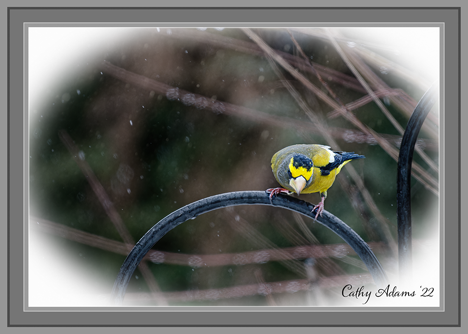 Eastern Grosbeak