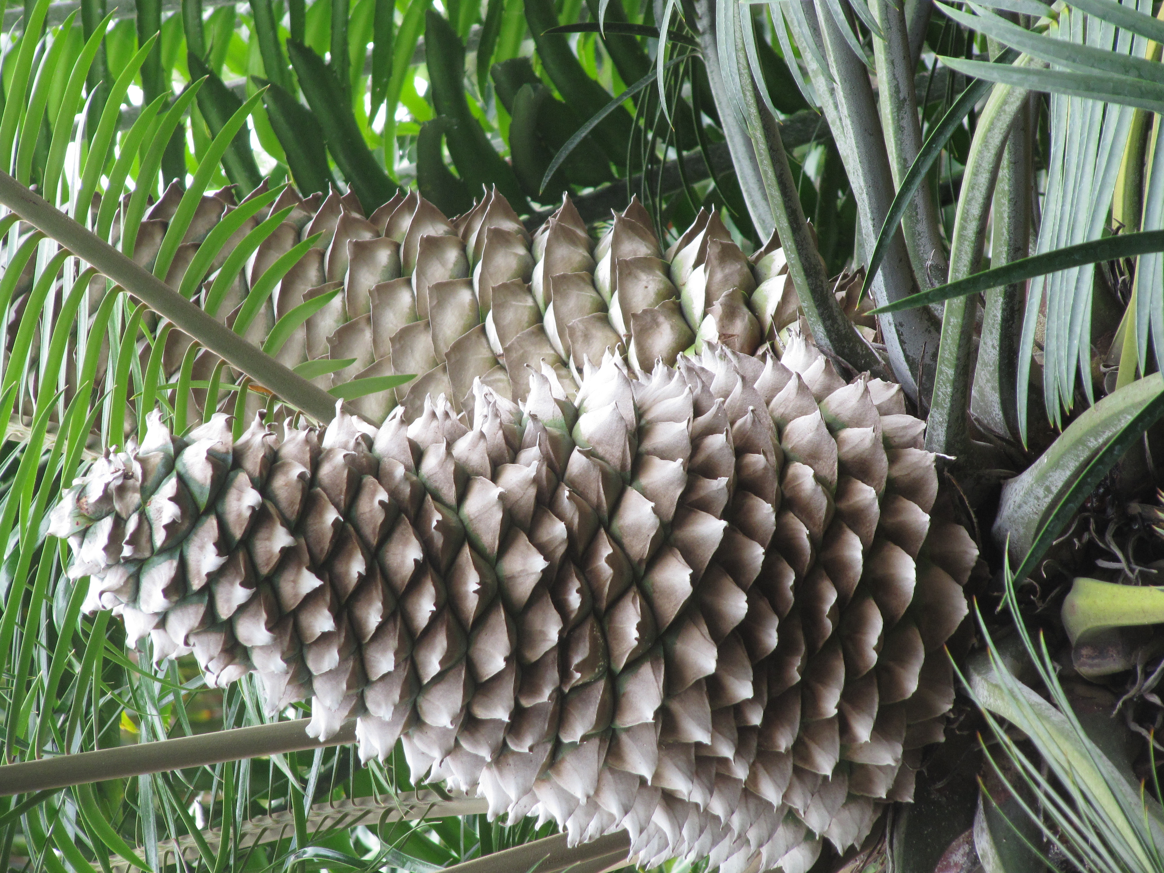 giant pinecones