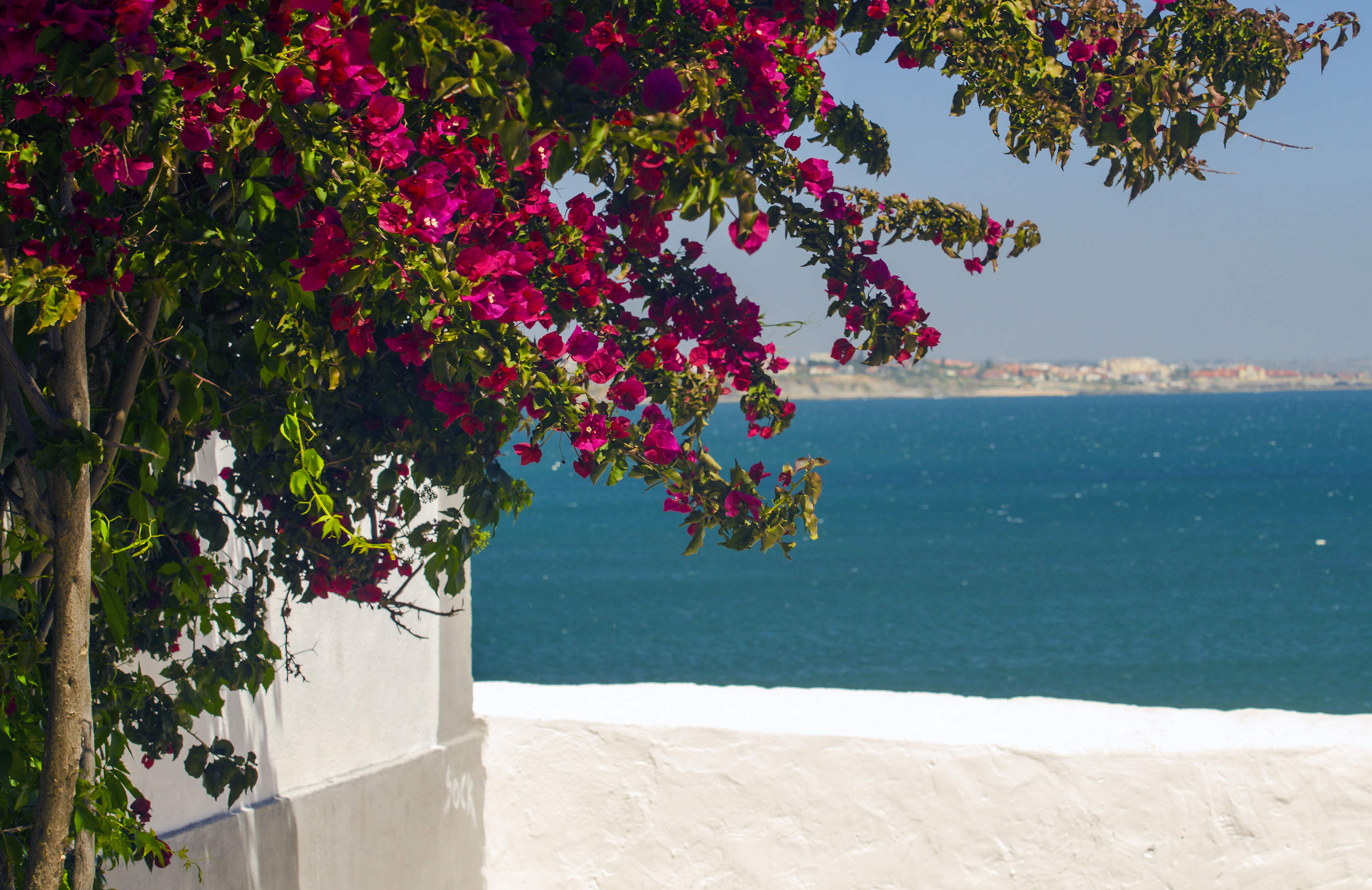 Bougainvillea by the seaside in Portugal.