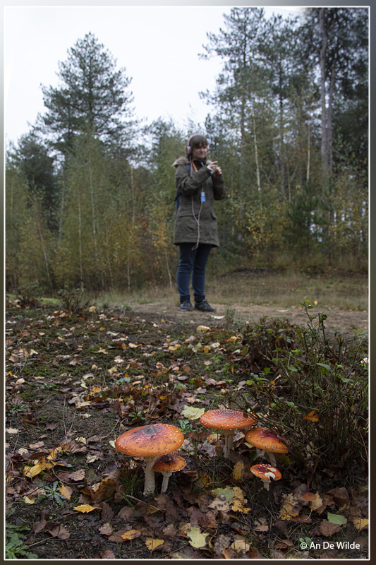 Vliegenzwam - Amanita muscaria