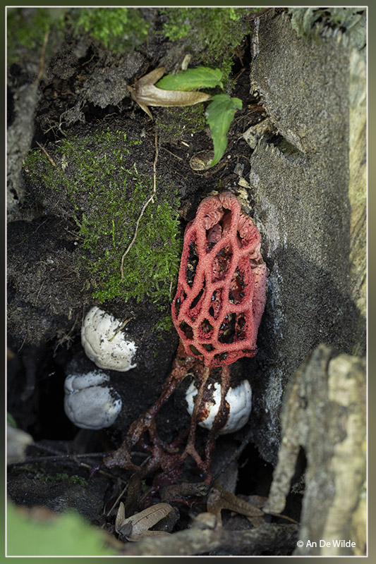 traliestinkzwam - Clathrus ruber