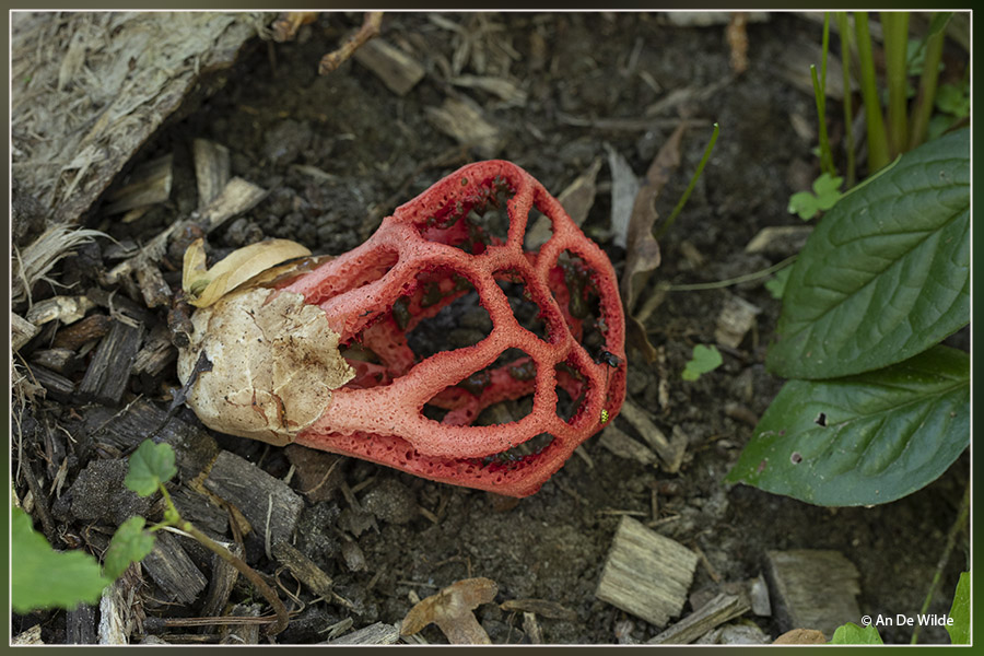 traliestinkzwam - Clathrus ruber