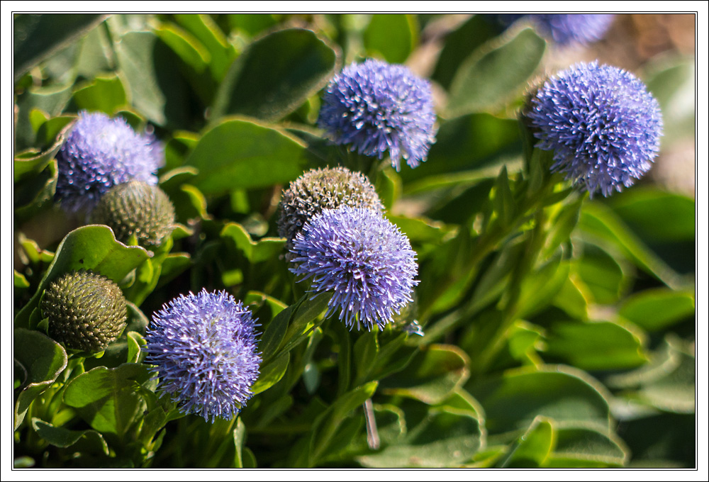 Globularia vulgris- Gemeine Kugelblume 