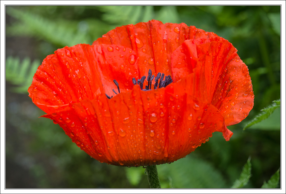 A Poppy in Our Garden...