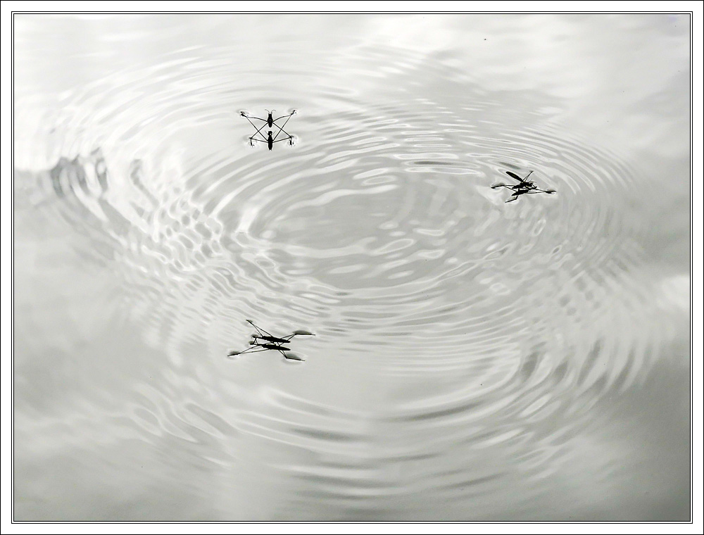Water strider ...