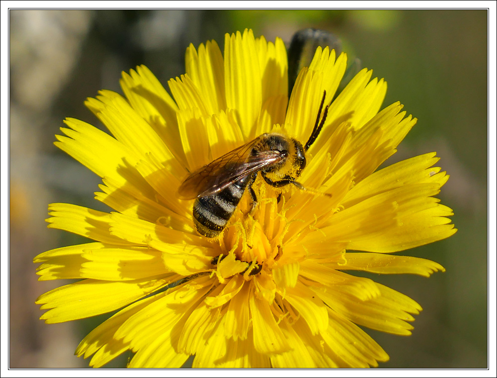 Late October Bee