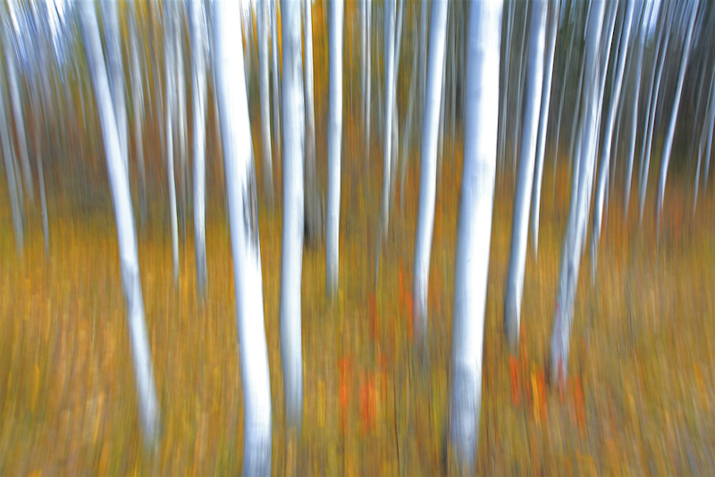 Autumn Slips By