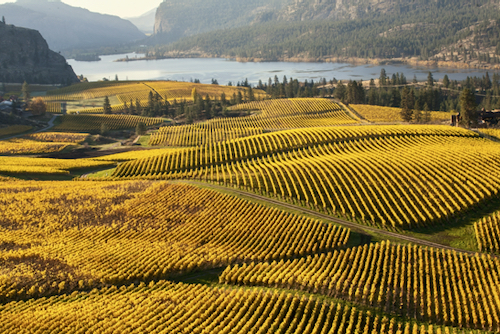 Darrel Giesbrecht: Autumn Vineyard 
