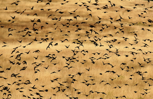Blackbird