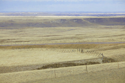 Montana Grass