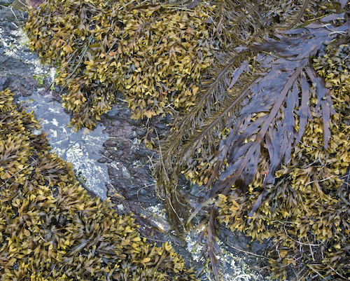 West Coast Shore Life 2