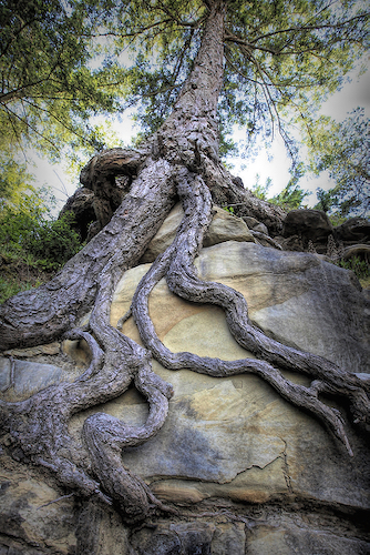 Deep Roots