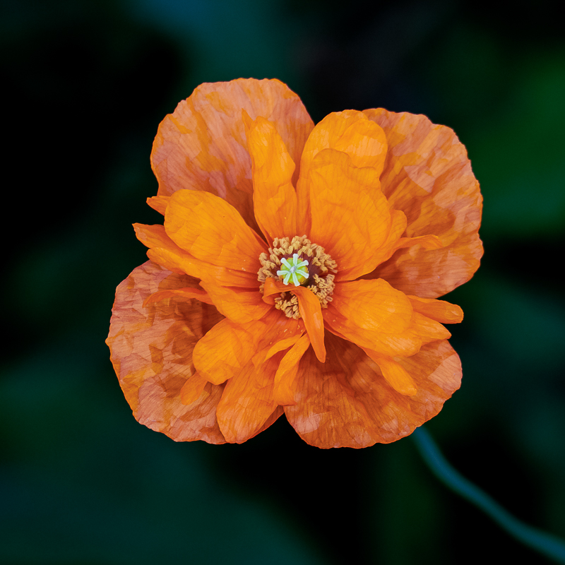 garden_19