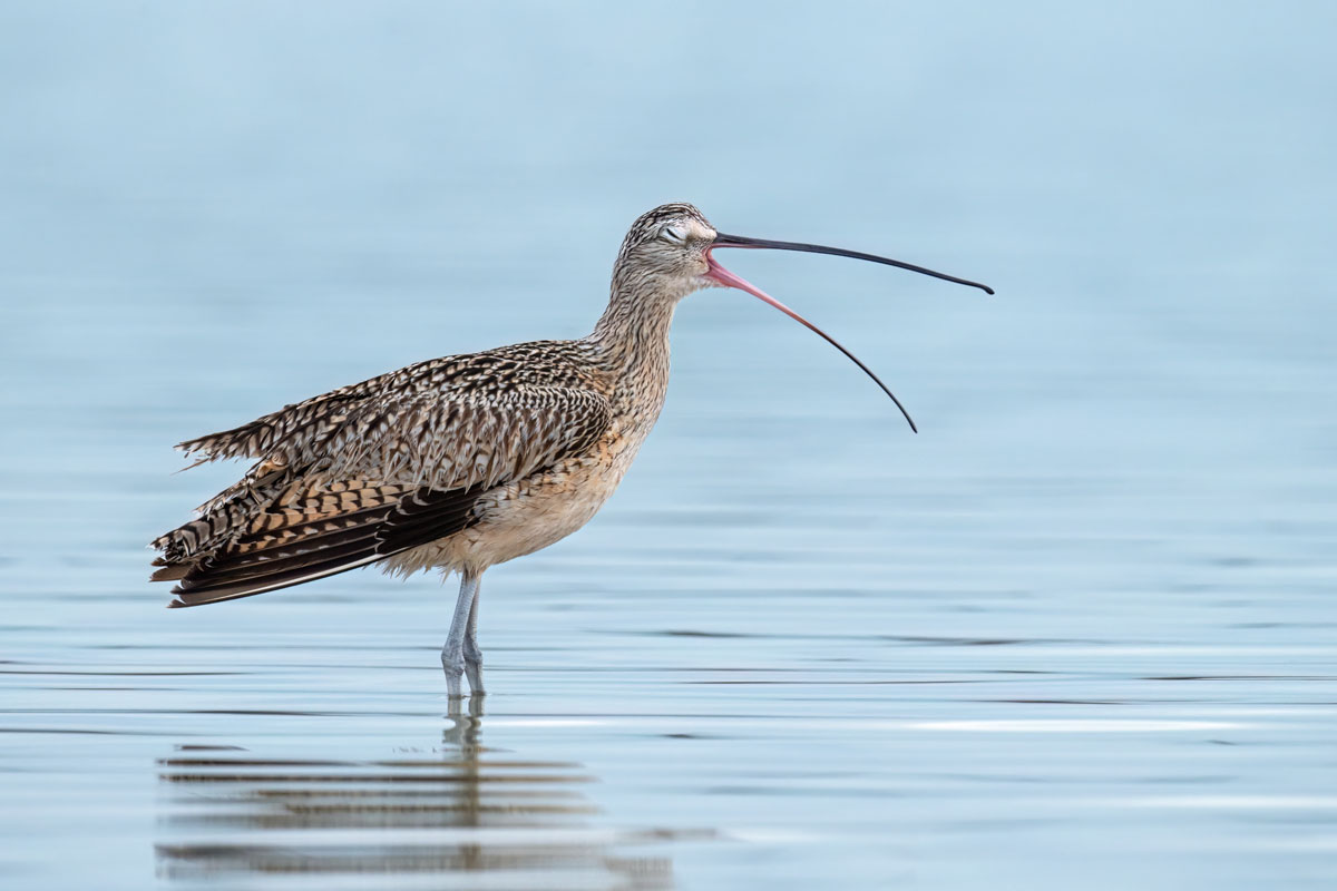 Long-billed Curlew