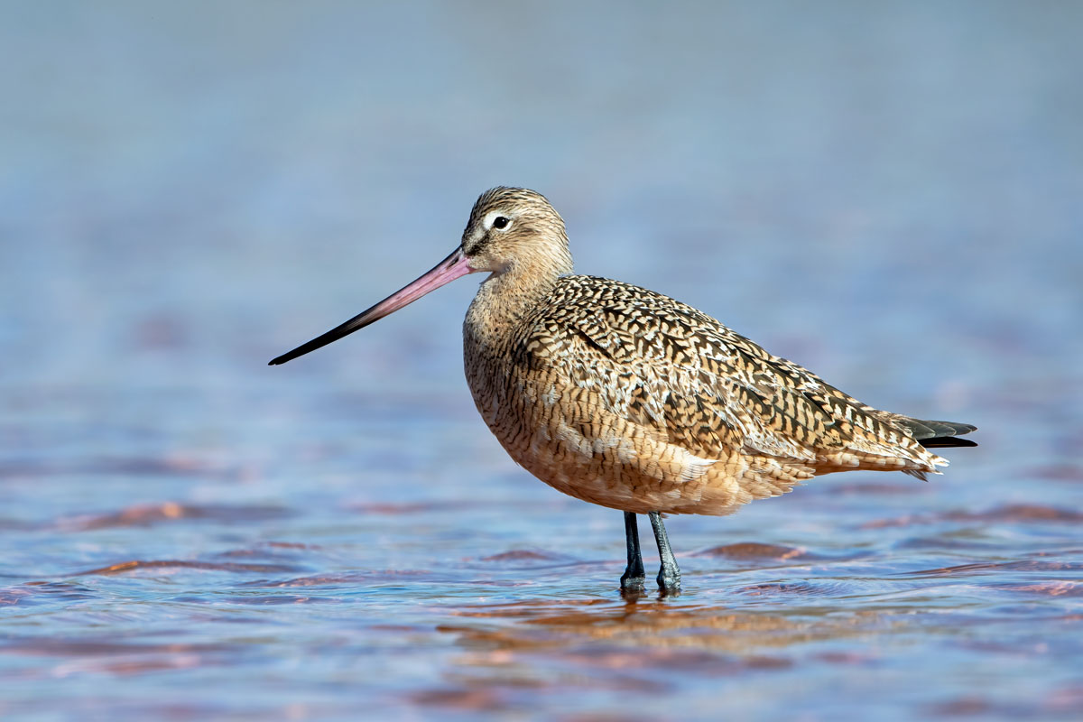 Marbled Godwit