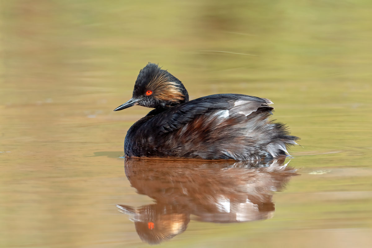 Eared Grebe