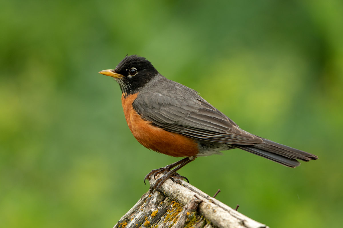 American Robin