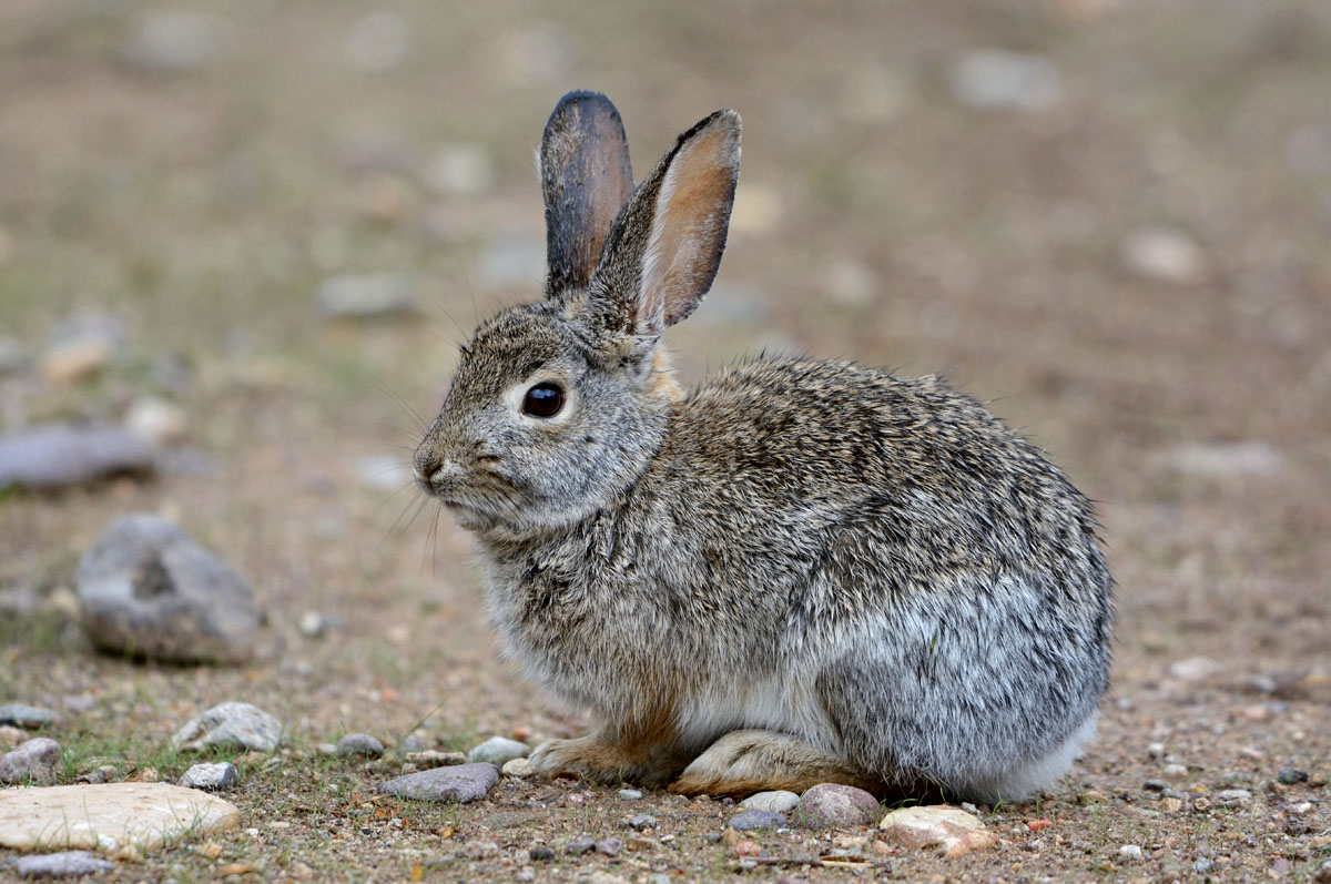 Desert Cottontail