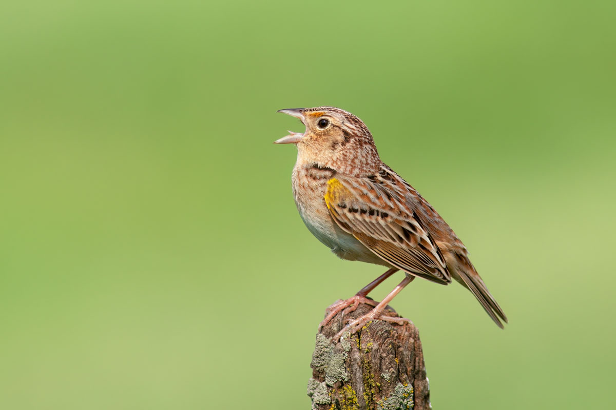 Grasshopper Sparrow