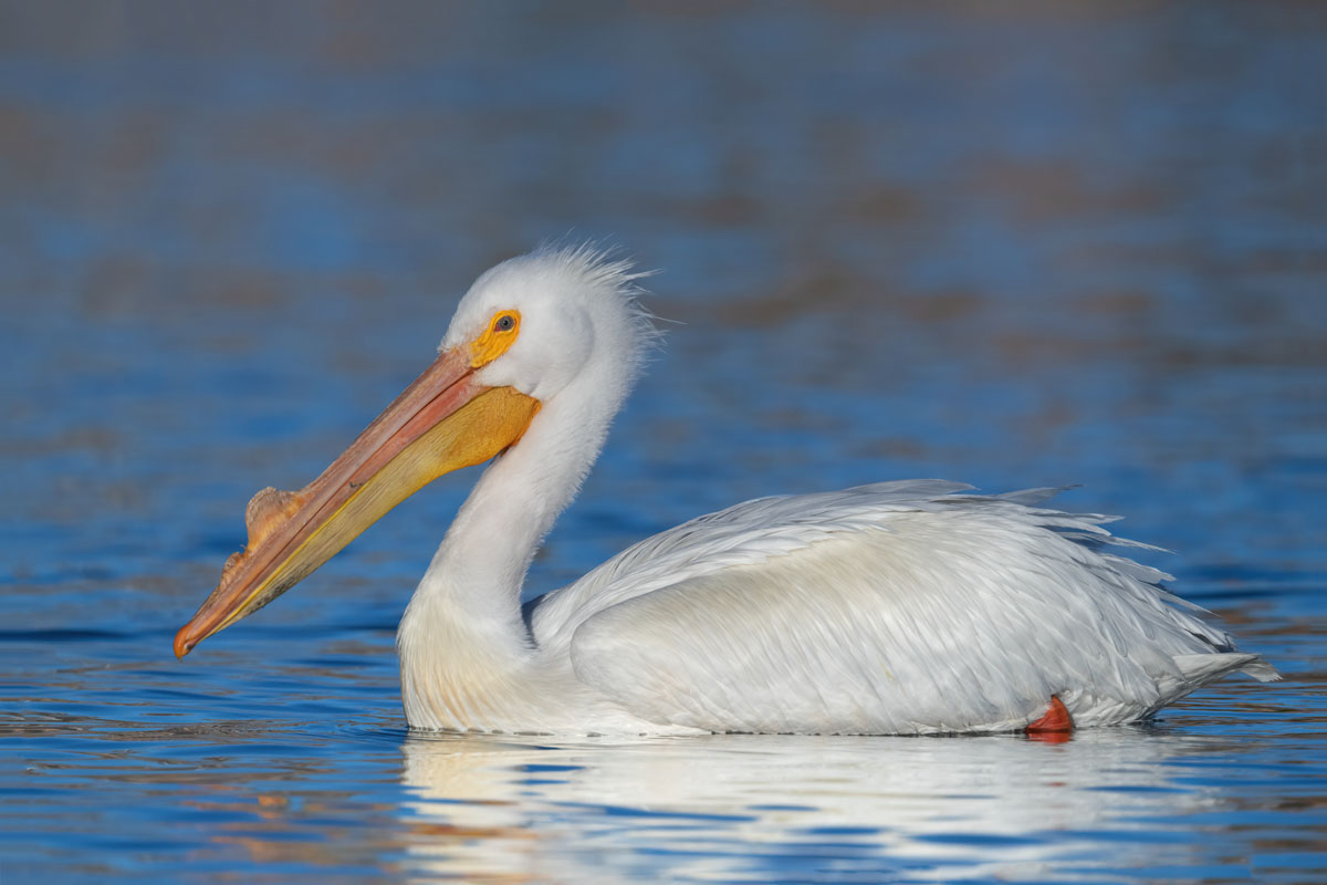 American White Pelican