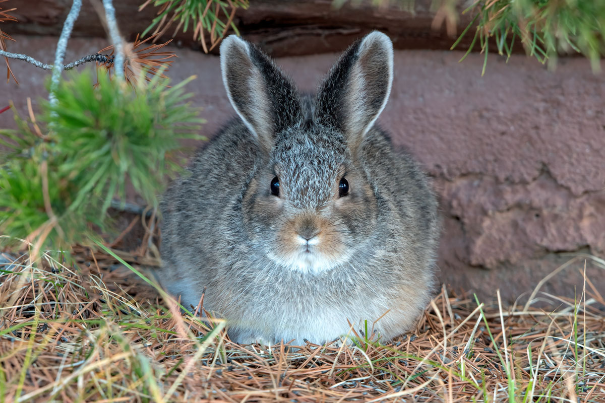 Snowshoe Hare