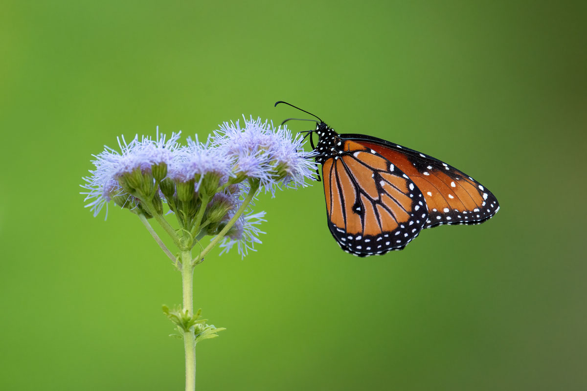 Queen Butterfly