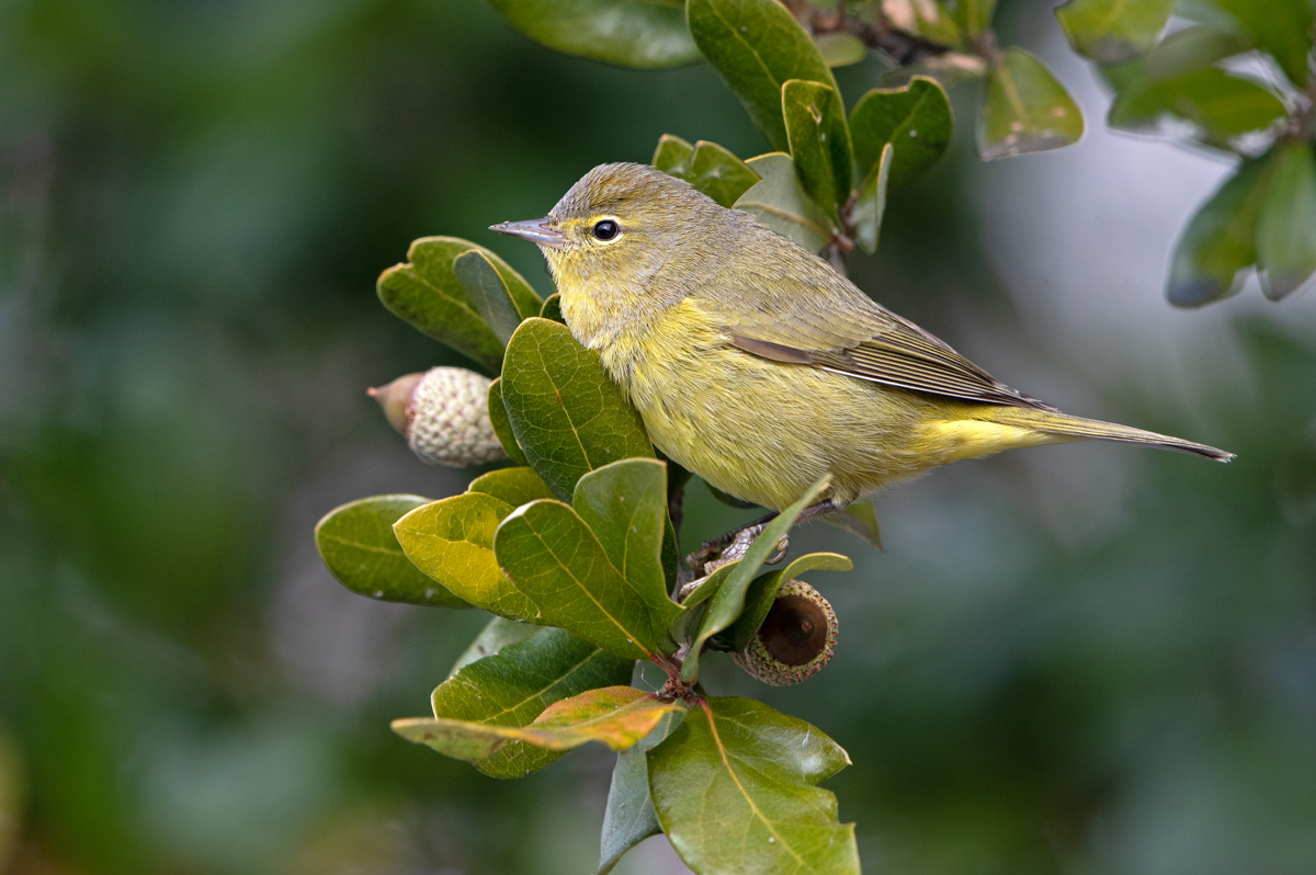 Orange-crowned Warbler
