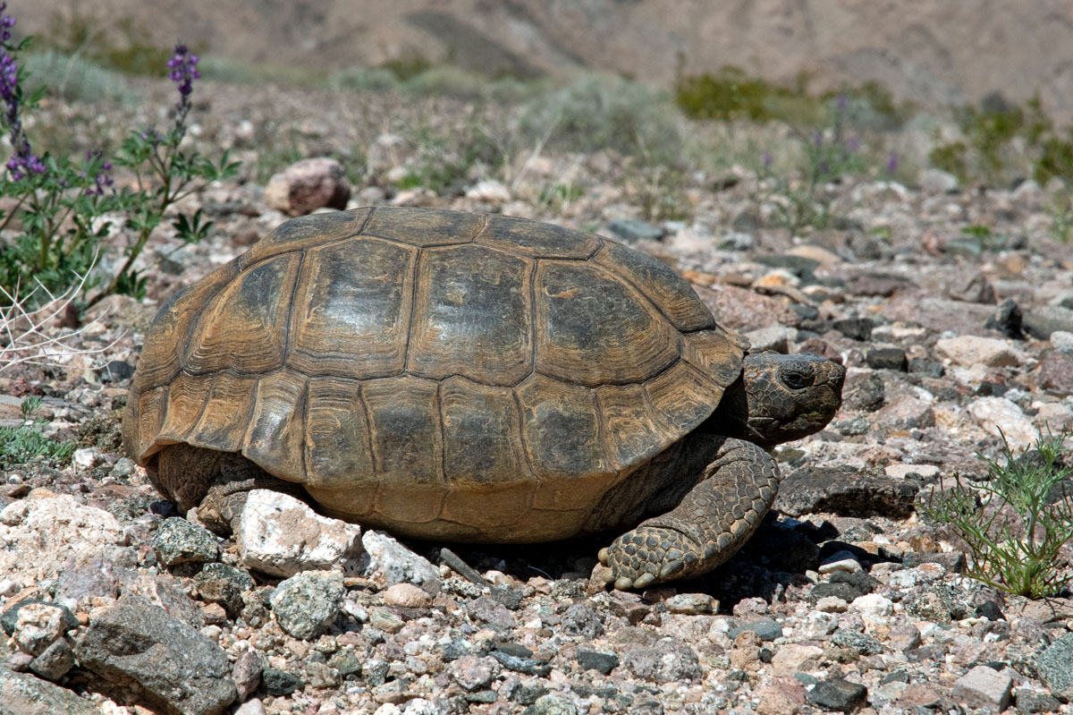 Desert Tortoise