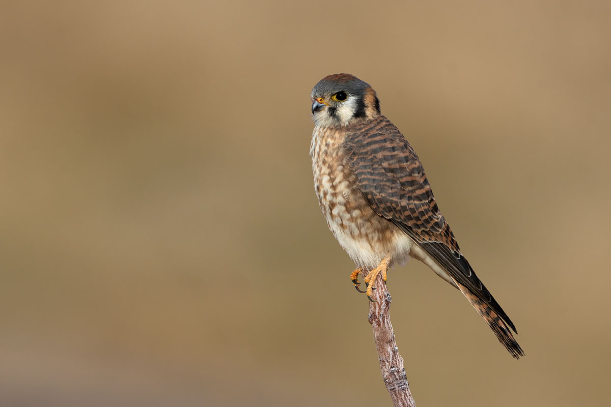 American Kestrel