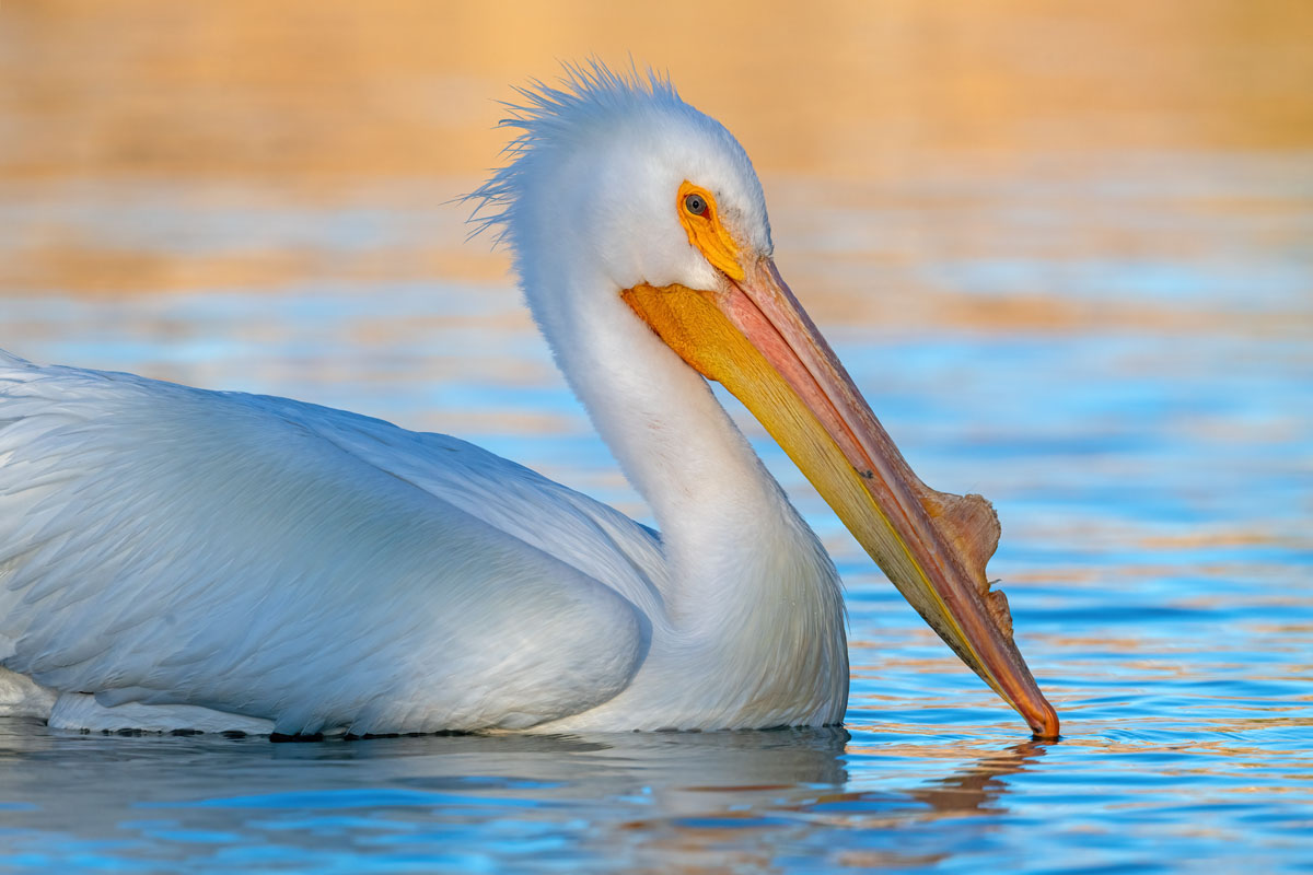 American White Pelican