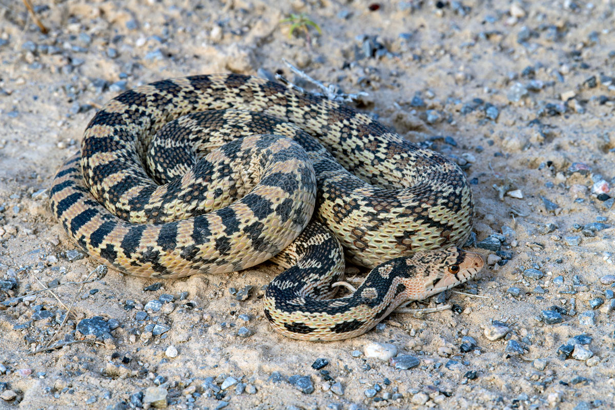 Great Basin Gopher Snake