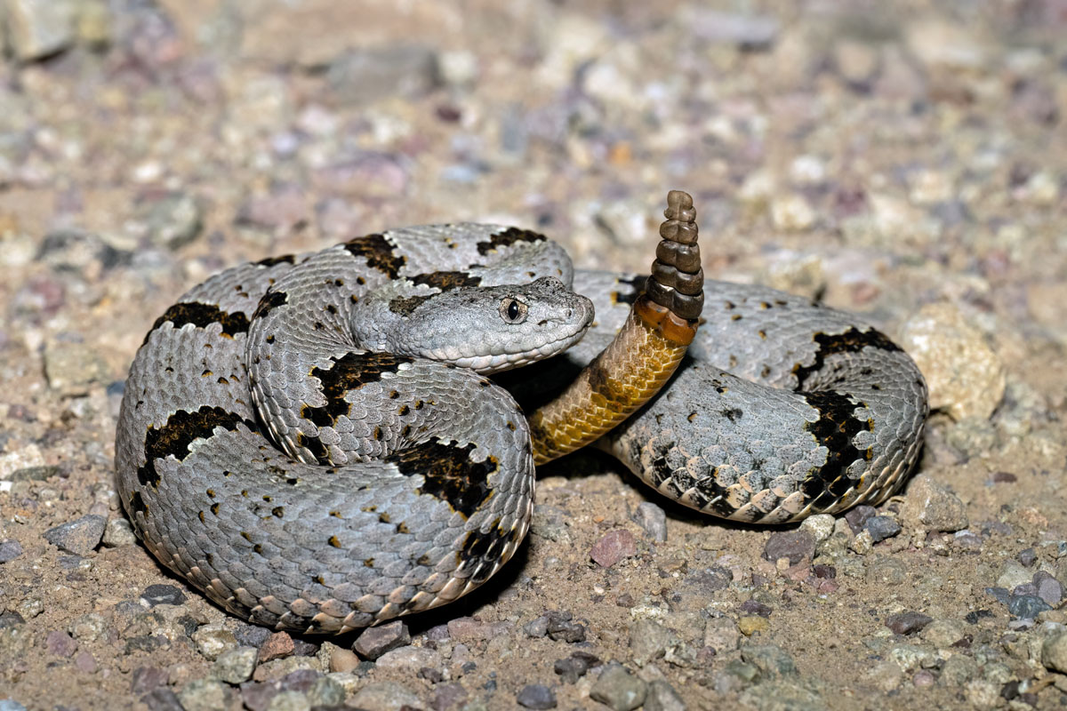 Banded Rock Rattlesnake