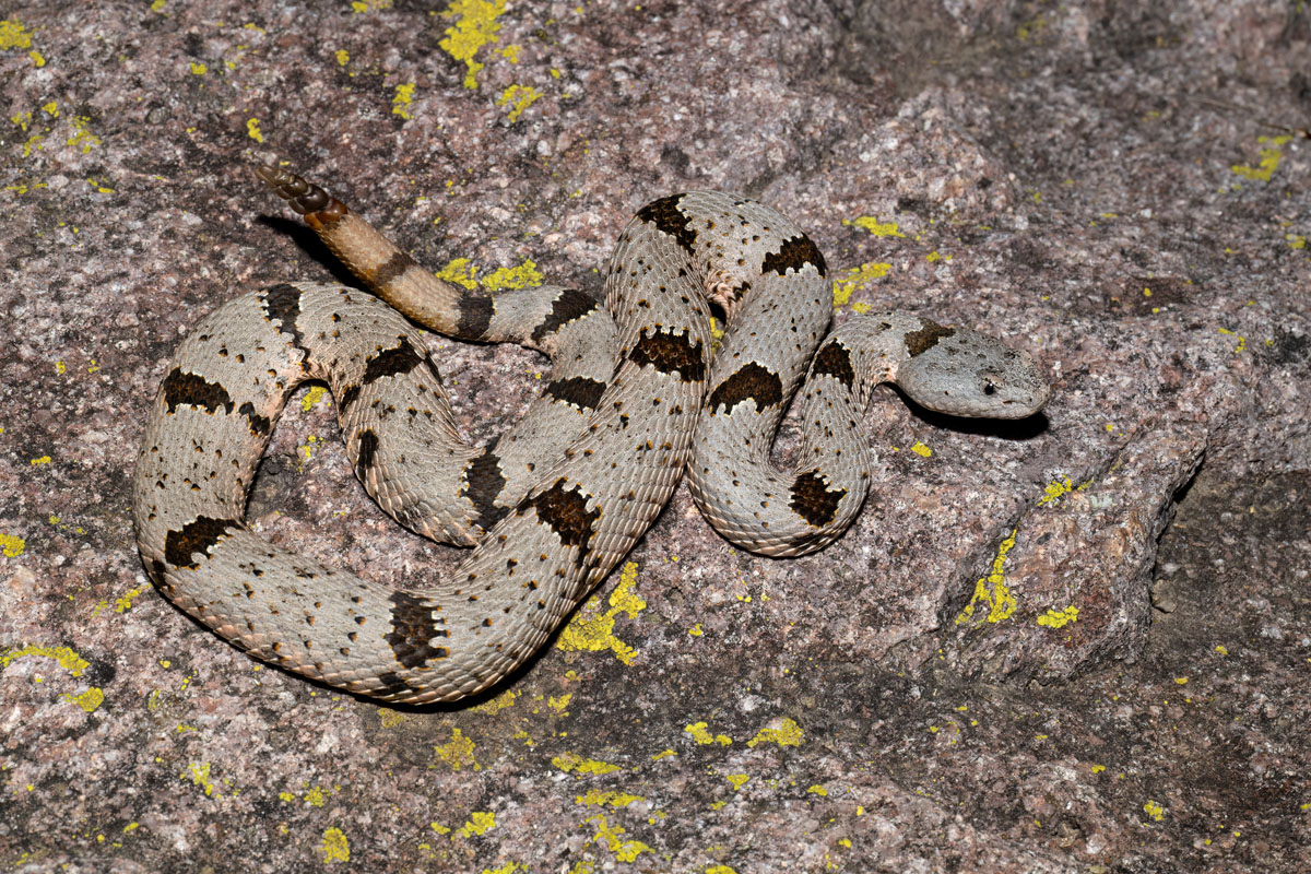 Banded Rock Rattlesnake
