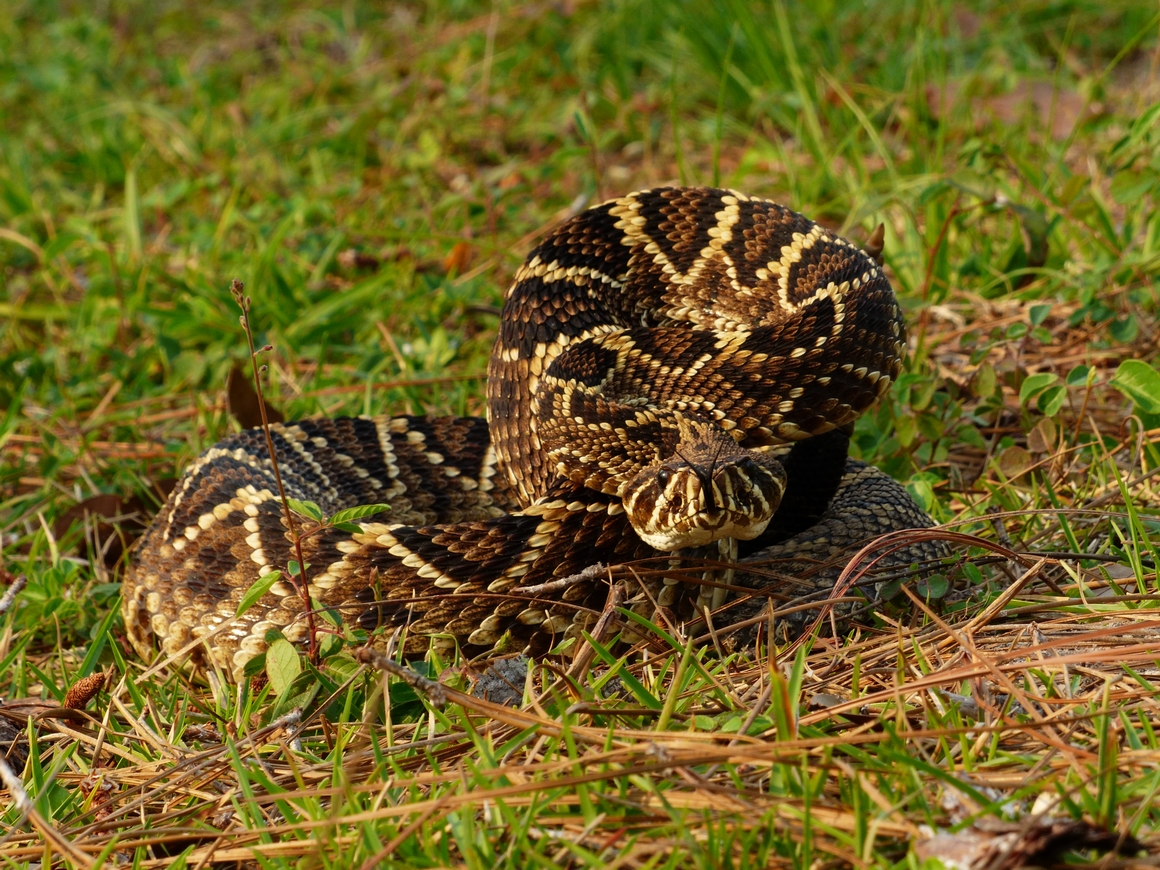 Eastern Diamondback Rattlesnake - <i>Crotalus adamanteus</i>