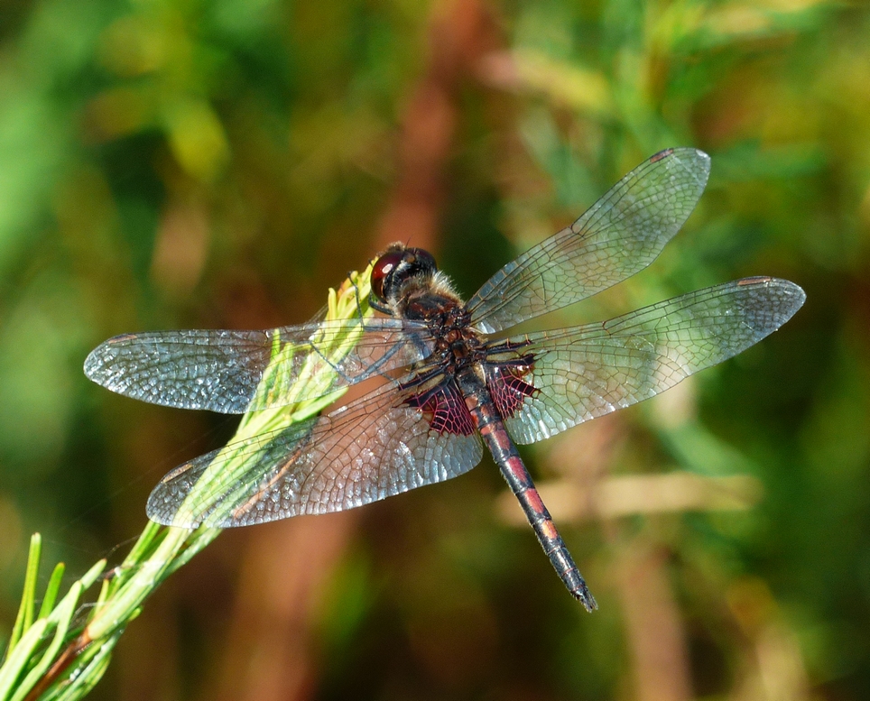 Ornate Pennant - <i>Celithemis ornata</i>