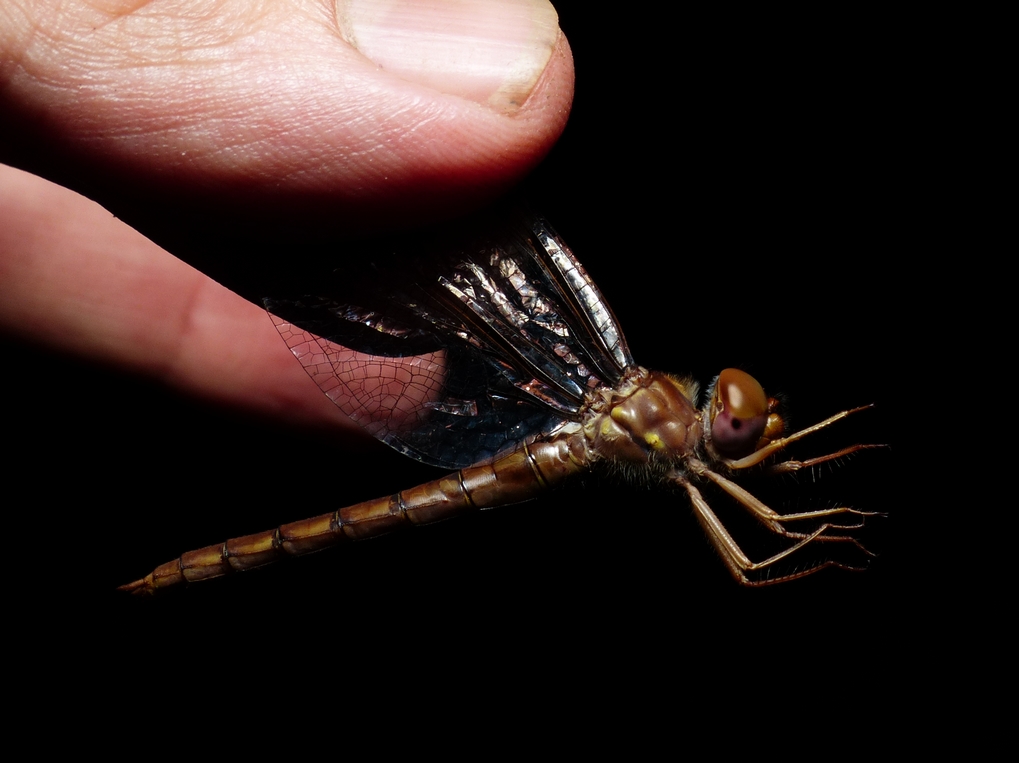 Cinnamon Shadowdragon - <i>Neurocordulia virginiensis</i>