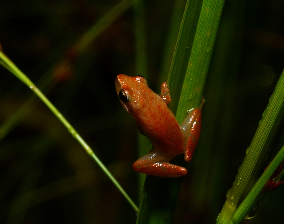 Little Grass Frog - <i>Pseudacris ocularis</i>