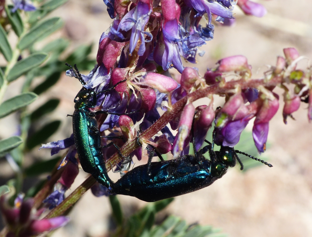 Blister Beetles