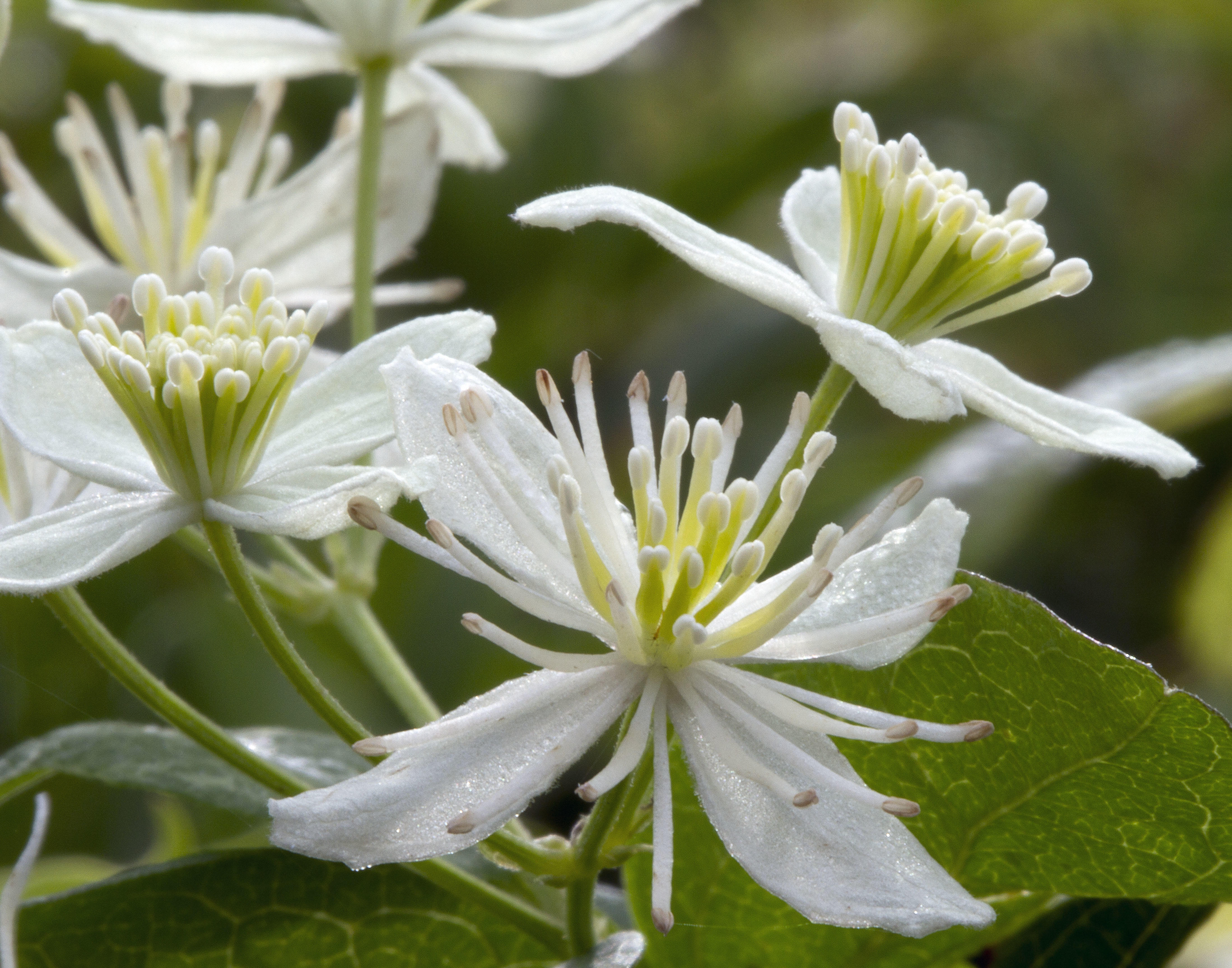 Virgins Bower (Clematis virginiana)