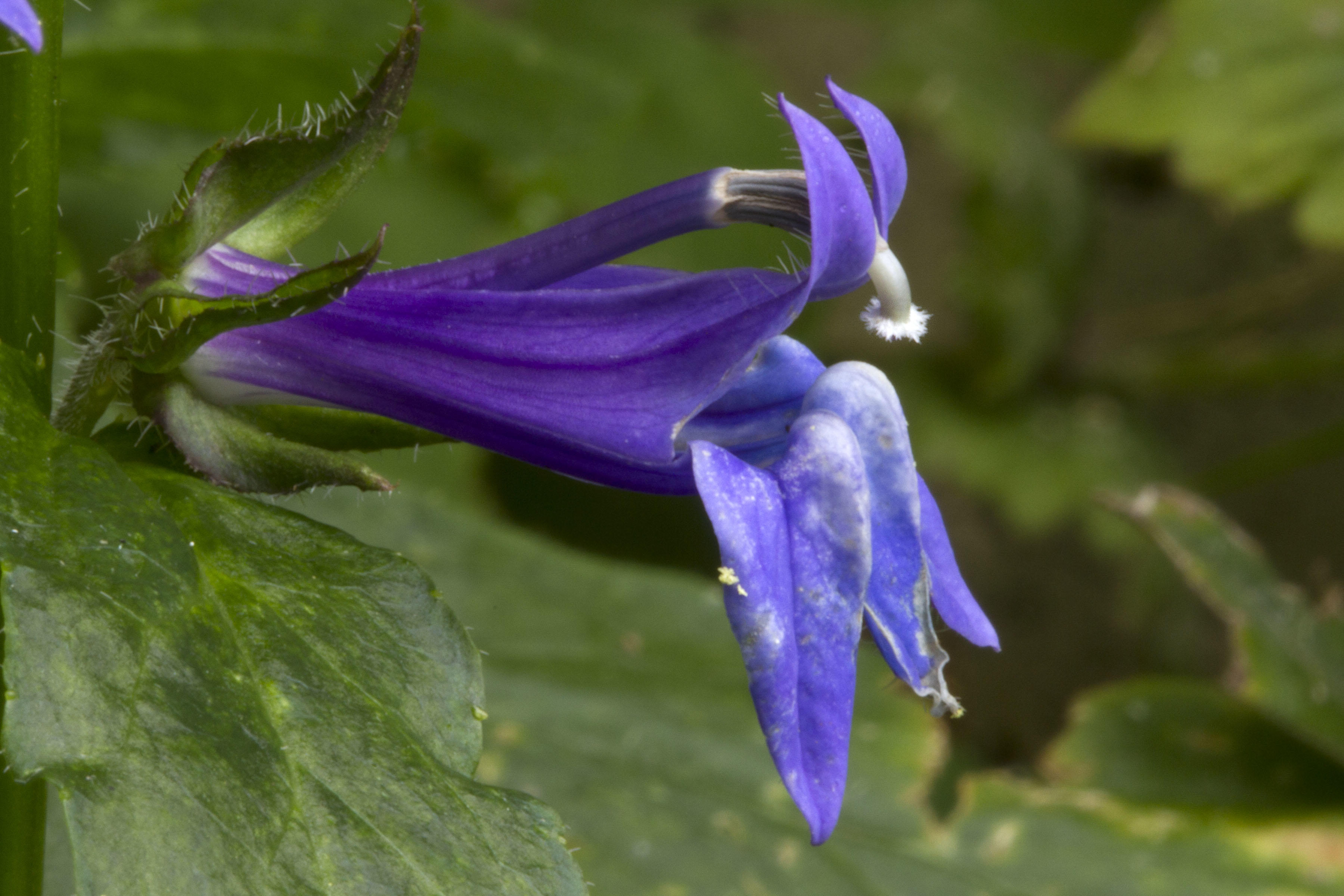 Great Lobelia (Lobelia siphilitica)