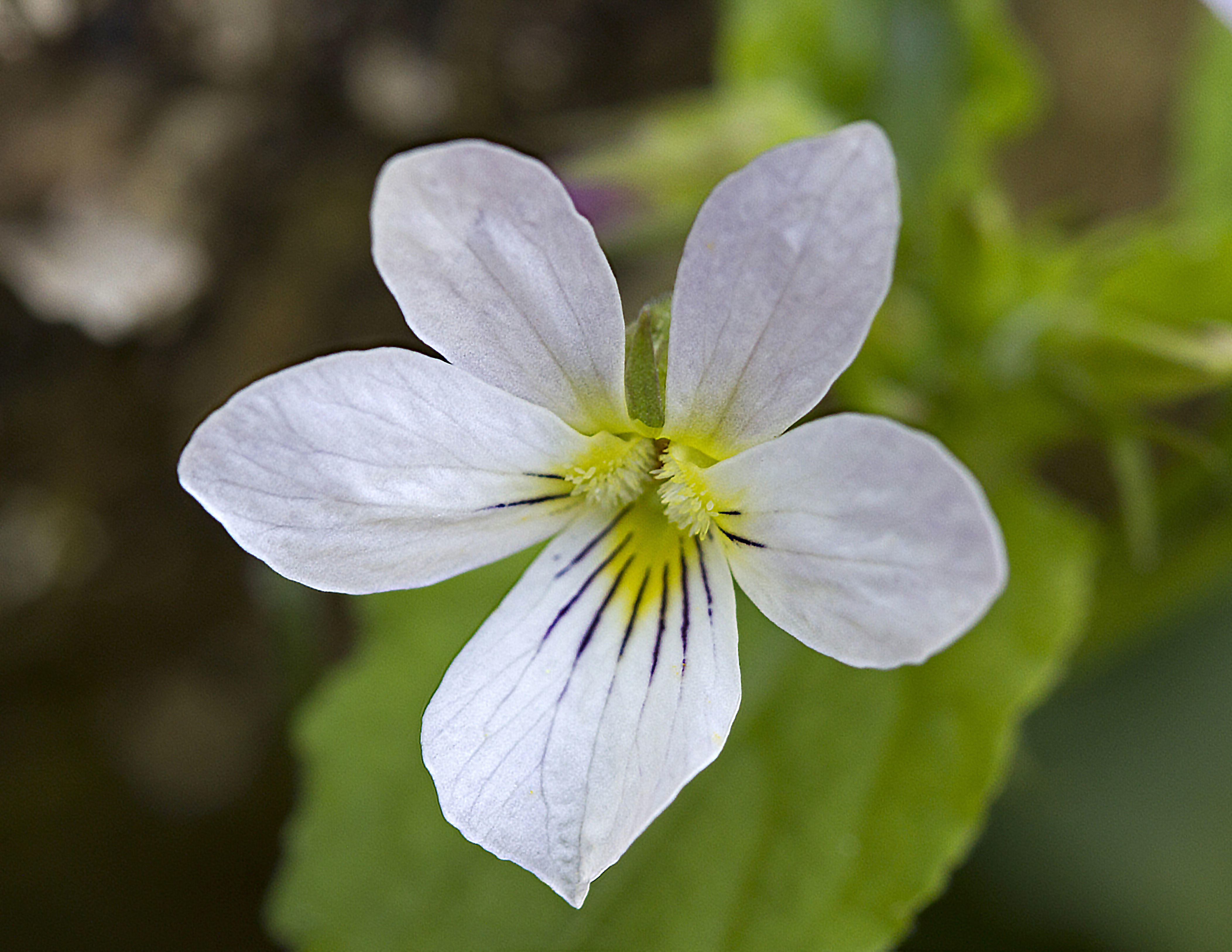 Canada violet (Viola canadensis)