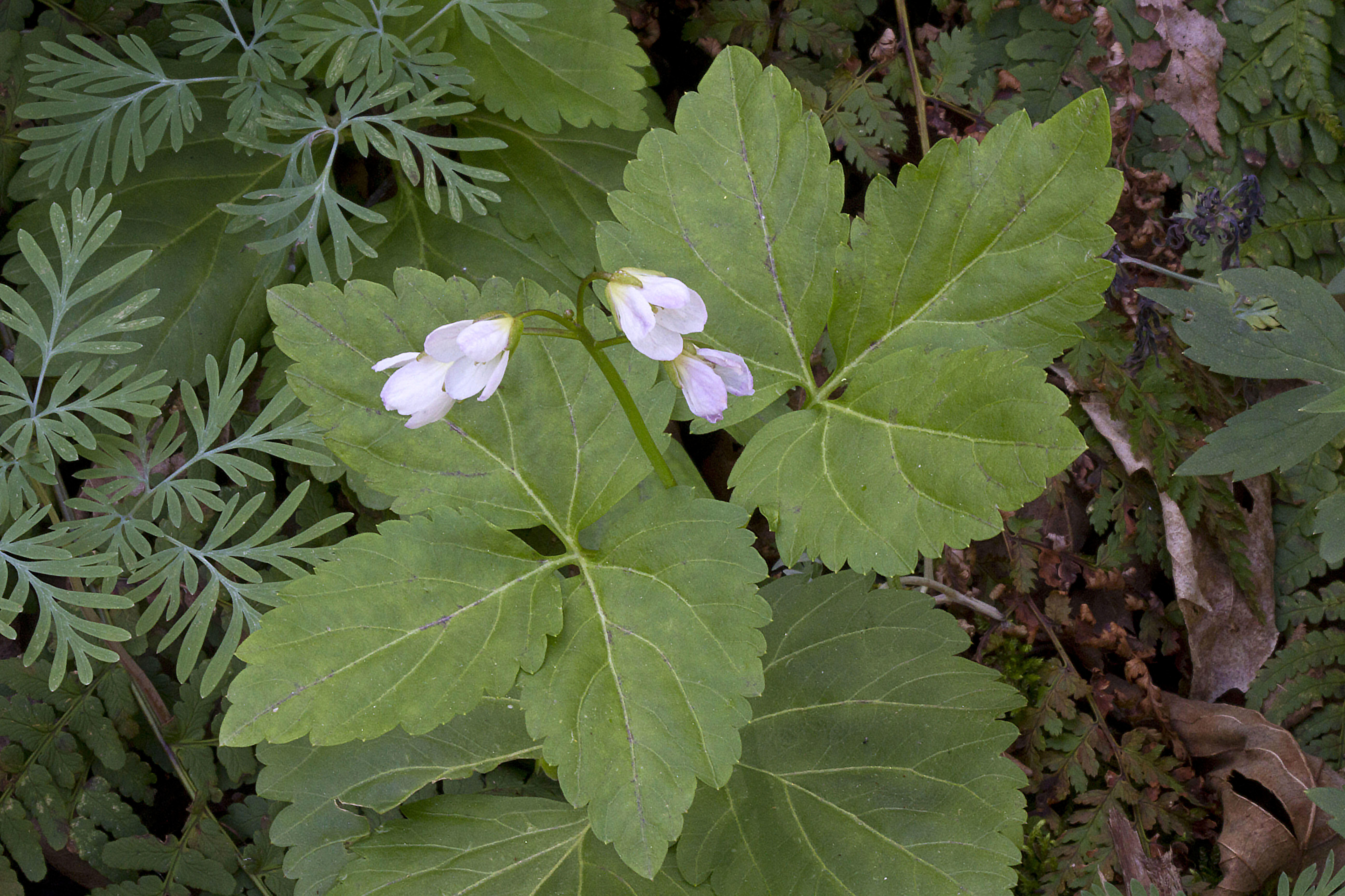 Cut-leaved or broad-leaved toothwort (Cardamine diphylla)